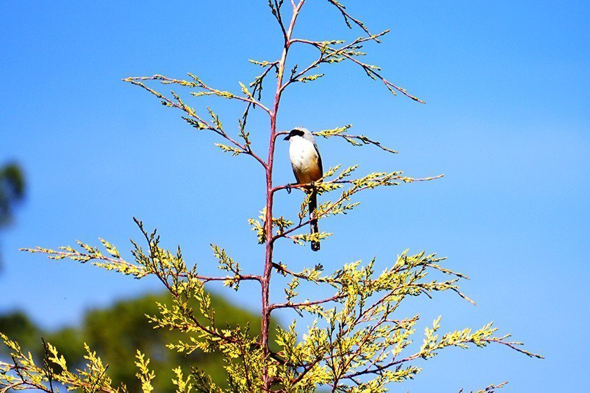 Birds at Vama Homestead