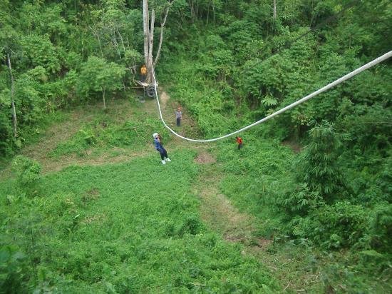 Flying Fox activity at Vama Homestead